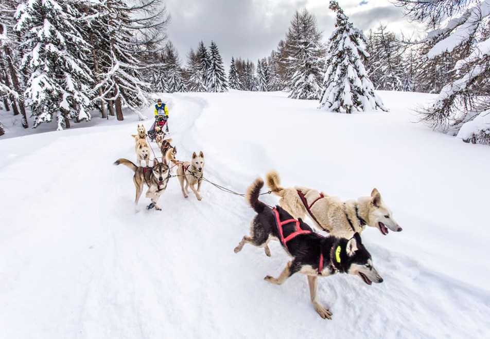 La Plagne Ski Resort - Dog sledding (©vincent-piccerelle)